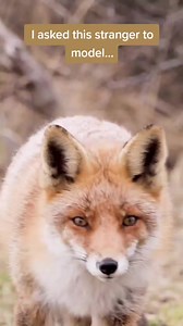 I asked this stranger to model... 🦊 She said yes! 🤗😅 101 everyday germany #wildlife #nature #birds #photography #animals #bird #birdphotography #reels | Nok Reelz