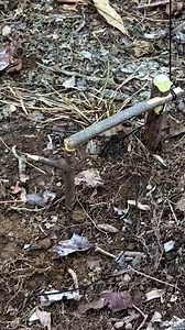 95K views · 1.5K reactions | Bait stick spring snare #trap #survival #hunting #trapping | Gettiz | Facebook
