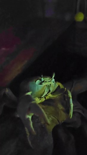 50K views · 4.1K reactions | Howie understands what she's watching. Take a look at her reaction to the documentary Puff on Netflix! Day 26, still waiting for her molt. #howiethecrab #moltwatch2023 #crabwatchingtv | Laura Porter | Facebook