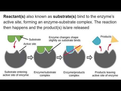 Lecture 6.1 - Enzymes