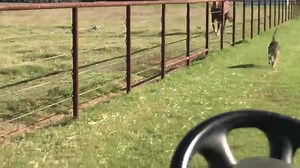 Yes you see a slight head bob he knocked his heel. As you know anything with testicles thinks they are going to die😂😂 he will be just fine | FLY the RED EYE