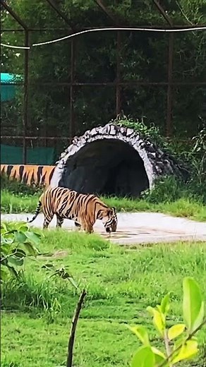 Tiger￼ vs man fight || Tiger￼ attack man || Full video