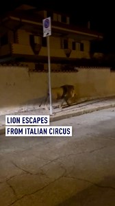 4.6K views · 21 reactions | A lion that escaped from a circus near Rome was captured after several hours on the run. The lion named "Kimba" was caught and sedated after a seven-hour hunt by local authorities using a helicopter and infra-red sensors. | CGTNEurope | Facebook