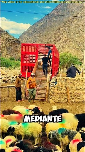 How to Load Sheep onto a Truck Safely and Efficiently 🐑