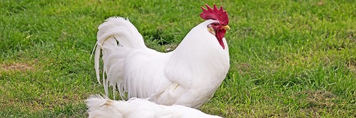 Raising Leghorn Chicken 101: Complete Care Guide (2026)