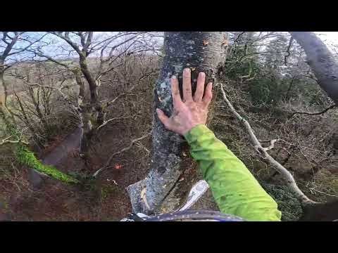 A quick Beech tree Pollard on a Friday!