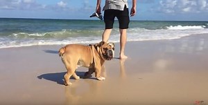 This English Bulldog Is Enjoying His Time At The Beach!