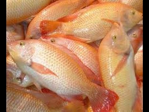Cómo cultivate Cachama y Tilapia, Piscifactorías - TvAgro by Juan Gonzalo Angel