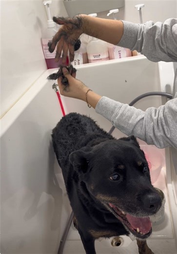 Transform Your Dog's Coat with The Shed It Mud Mask