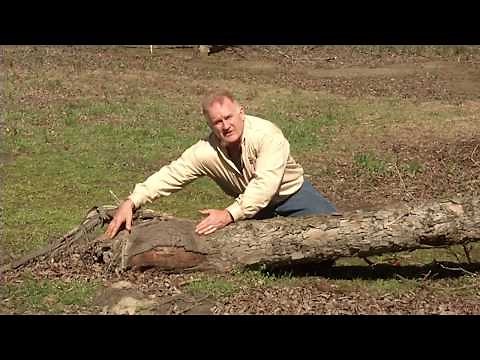 Successfully Growing Pecans in North Carolina