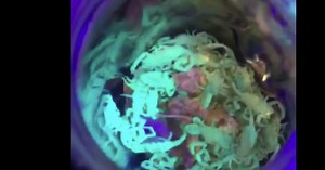 Woman: Mesa apartments infested with scorpions