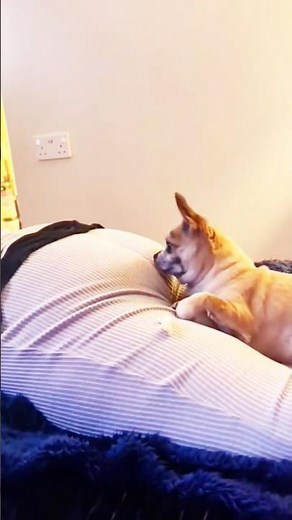 Why Dogs Get Freaky With Fart Sounds 🐶