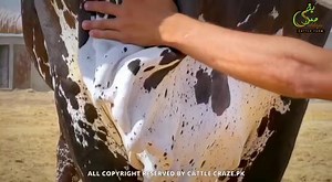 90 reactions · 13 comments | *SIDDIQUI CATTLE FARM 2023* Call for Visit: 0313 2186541 WE ARE SET TO OPEN THE GATES ON EID #TEASER OF OUR COLLECTION 2023 الحمدللّٰه  YOU'RE WELCOME TO VISIT & ENJOY YOUR EID WITH US ❤ *(OFFICIALLY WE WILL OPEN FOR QURBANI LOVERS ON 28th of APRIL)* | Cattle of Pakistan.PK | Facebook