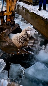 Now THIS Is a Real Winter Rescue ❄️🐑💪 Sheep’s been moon-walking on ice all morning, legs splayed like Bambi, bleating the soundtrack to every clumsy Monday ever. Enter our hero: a 20-ton yellow excavator with a bucket warmer than grandma’s tea. Operator drops the arm, scoops the woolly popsicle like it’s a chicken nugget, and lifts. Sheep goes full “Titanic bow” pose—nose to the wind, fleece sparkling—then lands on solid ground, instantly pretending it planned the whole thing. Farmer cheers, e