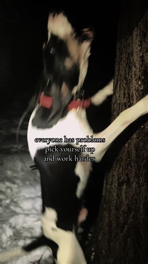 Overcoming Challenges in Coon Hunting