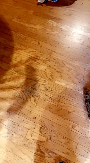 Calving Season: Cold Weather and Pregnant Cows on the Ranch