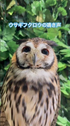 フクロウの鳴き声はこんな感じ[ウサギフクロウ] #owl