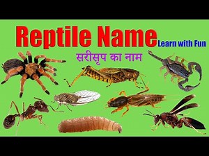 Reptile name | Learning Reptiles for Kids Through Pictures, Sounds, and Teaching