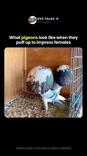 Pigeons Puff Up to Impress Females… And It’s HILARIOUS 🤯