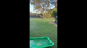 German shepherd plays with sprinkler on farm in Sydney, Australia