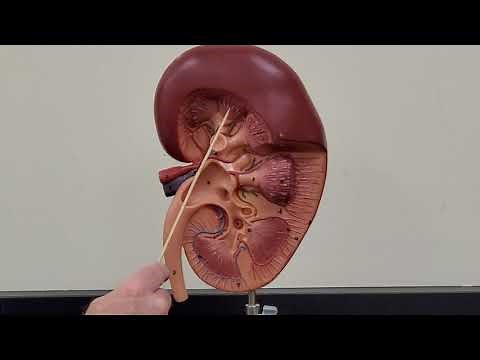 Professor Long 2402 Lab Urinary System and Kidney Models