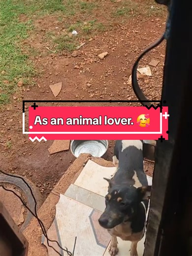 How ppl sey dogs naave nu sense?? If they only knew how smart they are. #carribeantiktok🇺🇸🇹🇹🇸🇷🇰🇳🇱🇨🇻🇨🇯🇲🇬🇾🇨🇦🇦🇬 #viraltiktok #dogs #animallover