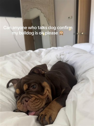 Understanding Your English Bulldog's Behavior