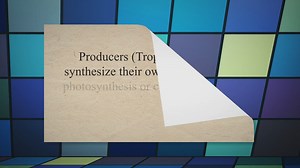 5 Trophic Levels in a Food Web and Their Compositions Discussed - Felsics.com