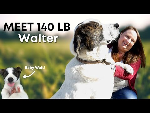 Livestock Guardian Dog | Meet Walt! (Great Pyrenees & Anatolian Shepherd)