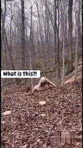 People in the Branson-area woods captured video of a large, hairless animal with pale, wrinkled skin moving between trees and briefly standing upright. Witnesses can be heard reacting as the creature emits an unfamiliar, low sound before dropping down and disappearing deeper into the forest. The footage has sparked widespread debate over what was recorded.#Branson #Ozarks #Missouri #BreakingNews #LocalNews #UnusualSighting #Developing #CaughtOnCamera | Branson Area Breaking News