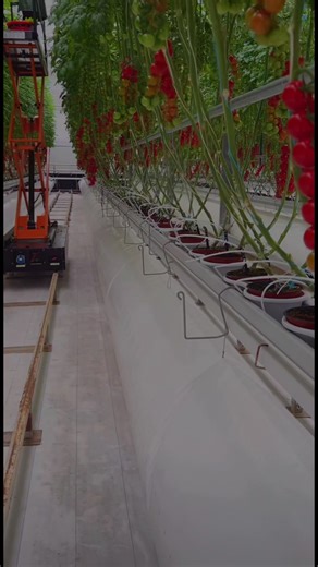 International Greenhouse Construction Guide