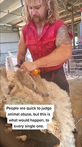 Bit of Fly 😀 cr: Jerome Willis | Shearing Industry Culture