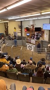 Anyone else catch this at the Bowie sale 😂 #horsesale #horse #horses #pony #horseauction | Queen of Horse