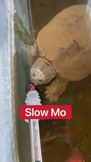 Slow Motion Snapping Turtle Bite Video