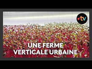 Une ferme verticale urbaine de micro-pousses à Draguignan