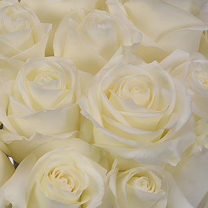 Polar Star White Rose | Bulk Flowers | FiftyFlowers