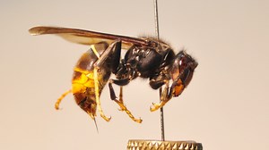 ¿Cómo distinguir una avispa asiática?