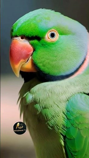 Ringneck Parrot Cute Talking – Part 2 | Real Talking Parrot Voice | Funny Bird Sounds