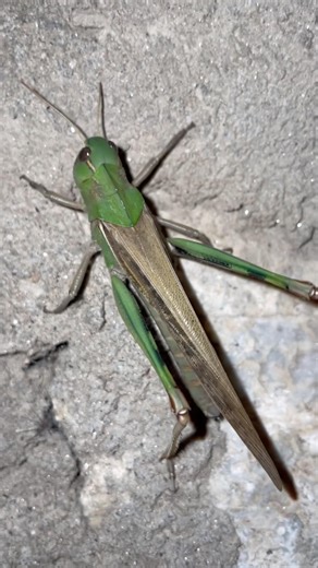 Amazing Grasshopper Close Up 🦗 | Nature Beauty in Slow Motion #shorts #nature #naturevideo