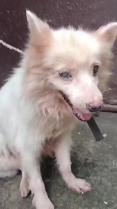 45K views · 3.5K reactions | He was seen bybthe reporrer as they were...