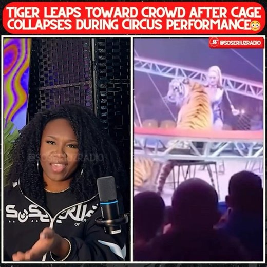 CIRCUS TIGER ON THE LOOSE! SHOCKING FOOTAGE OF A PERFORMANCE GONE WRONG!