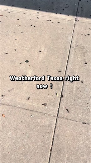 They are everywhere! Ugh I hate mating season #weatherfordtx #crikets #matingseason #foryoupage