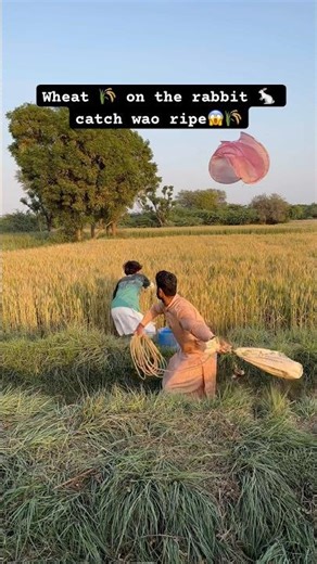 Wheat 🌾 on the rabbit 🐇 catch wao ripe😱🌾#rabbit #wheat #catch #wao #amazing #farming