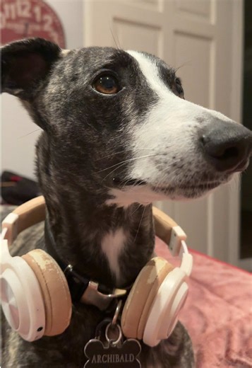 Sir Archibald #dogs #cutedogsoftiktok #sighthounds #whippets #whippetsoftiktok