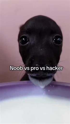 Noob vs Pro vs Hacker: Funny Dog Moments