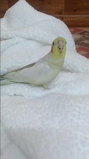whistling cockatiel piku ki masti