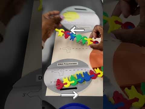 DNA Replication Simplified