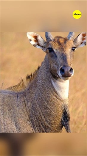 Why is it called 'Blue Bull'? 🔵🐂 #Shorts #ytshorts