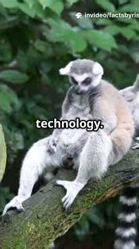 how bringing back the Madagascar eagle would help lemurs !