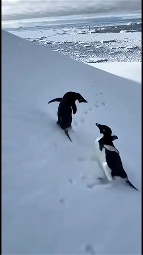 Funny Adélie Penguin Prank: The Ultimate Trip in Antarctica